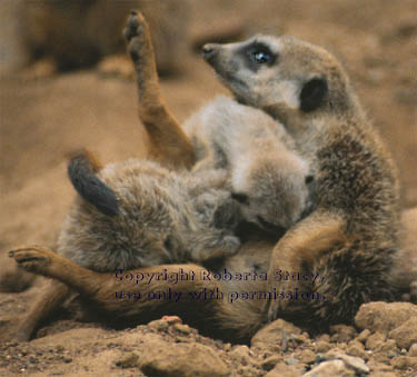 meerkat adult with 34-day-old babies