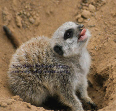 34-day-old meerkat baby