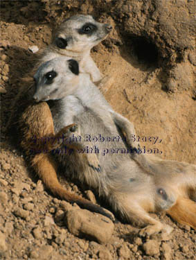 meerkat adults