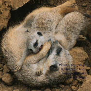 meerkat adult with 34-day-old babies