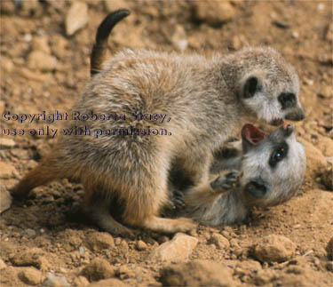 34-day-old meerkat babies