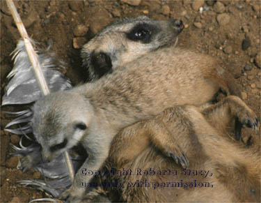 meerkat adult with 34-day-old baby