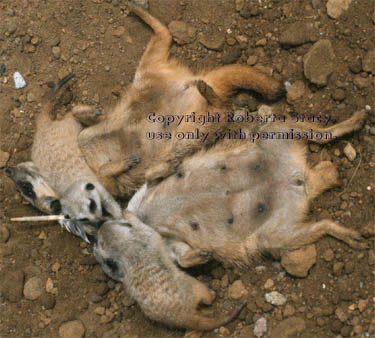 meerkat adults with 34-day-old babies