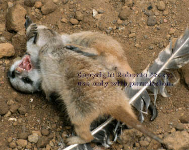 34-day-old meerkat babies