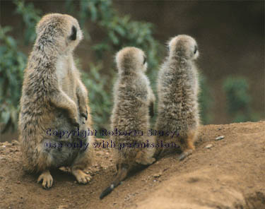 meerkat adult with 34-day-old babies