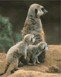 meerkats