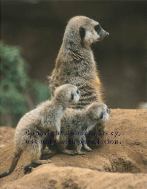 meerkat adult with 34-day-old babies