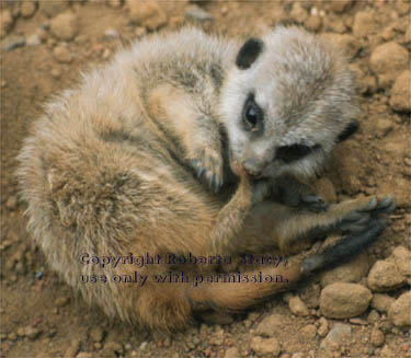 34-day-old meerkat baby