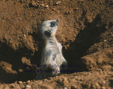 6-week-old meerkat kit