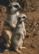 meerkats