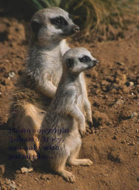 meerkat adult with 6-week-old kit