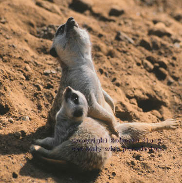 meerkat adult with 6-week-old kit