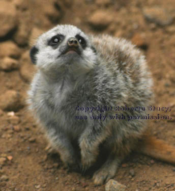 6-week-old meerkat kit