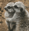 meerkats