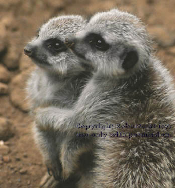 6-week-old meerkat kits