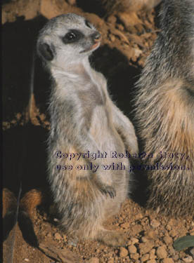 7-week-old meerkat kit