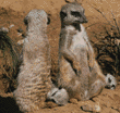 meerkats