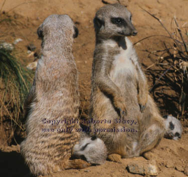 meerkats with their 7-week-old kits