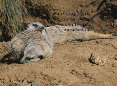 7-week-old meerkat kits