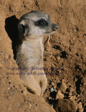 meerkat adult