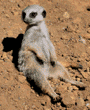 meerkats