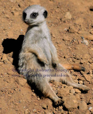 7-week-old meerkat kit