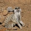 meerkats