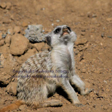 7-week-old meerkat kit