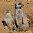 meerkats