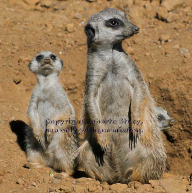 7-week-old meerkat kits with adult