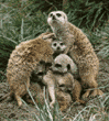 meerkats