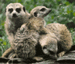 meerkats