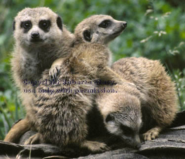 meerkat adults with juvenile