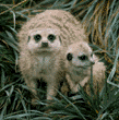 meerkats