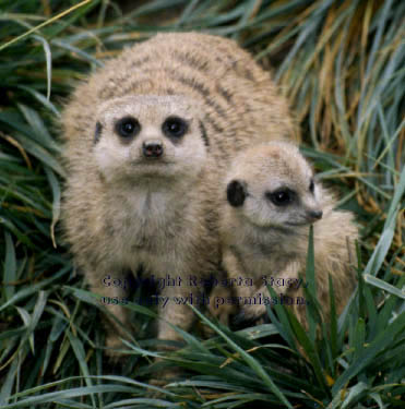 meerkat adult with 40-day-old baby