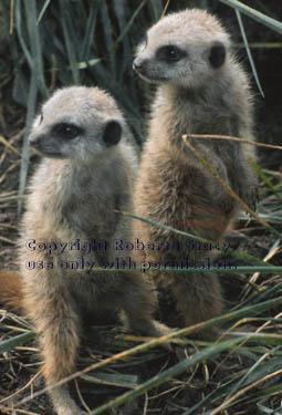 40-day-old meerkat babies