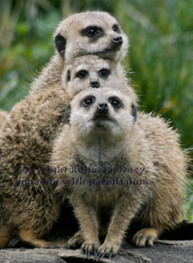 meerkat adults with juvenile