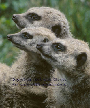 meerkat adults with juvenile