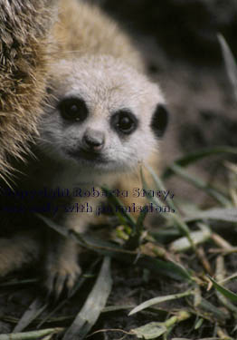 40-day-old meerkat kit