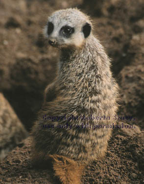 8-week-old meerkat kit