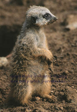 8-week-old meerkat kit