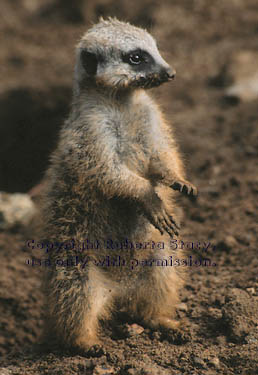 8-week-old meerkat kit