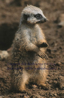 8-week-old meerkat kit