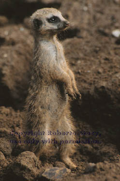 8-week-old meerkat kit