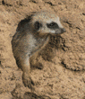 meerkats