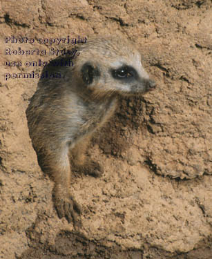 8-week-old meerkat kit