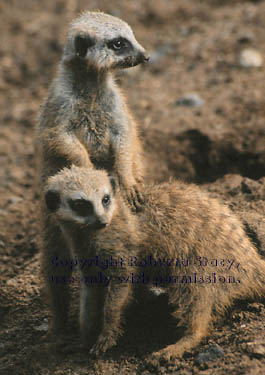 8-week-old meerkat kits