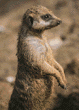 meerkats