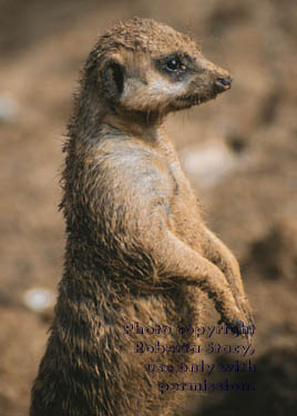 meerkat adult