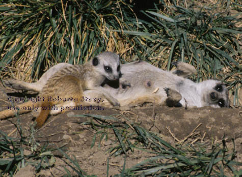 meerkat with her 7-week-old kit